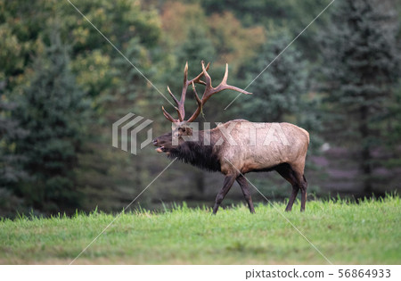 Wild Elk During Rut Wild Elk During Rut 56864933