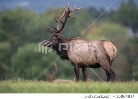 Wild Elk During Rut  56864934