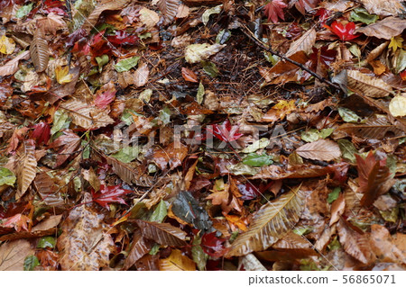 Carpet of deciduous leaves 56865071