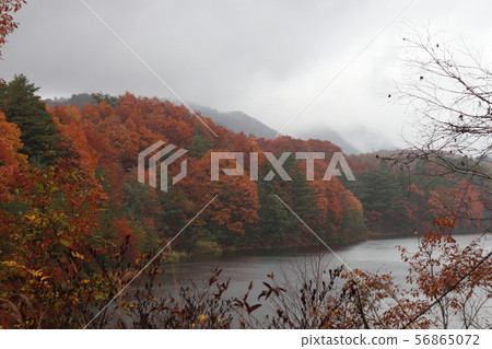 Onbaru Lake in autumn leaves 56865072