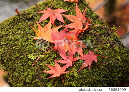 在罐子的Momiji 在罐子的Momiji 56865099