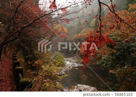Okutsu Valley of colored leaves Okutsu Valley of colored leaves 56865103