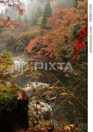 Okutsu Valley of colored leaves Okutsu Valley of colored leaves 56865104