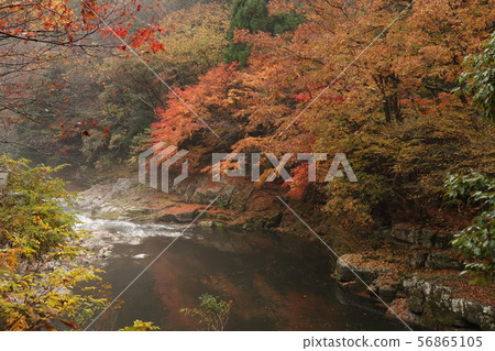 Okutsu Valley of colored leaves Okutsu Valley of colored leaves 56865105