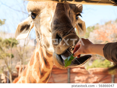 Giraffe Eating Prey 56866047