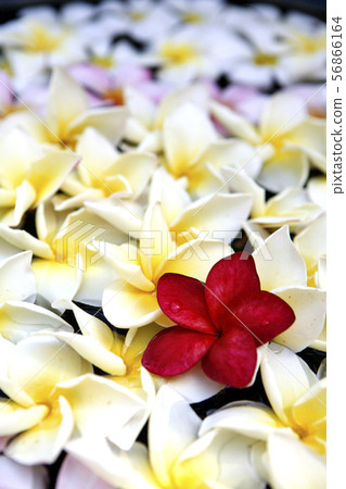 Beautiful flower plumeria background. 56866164