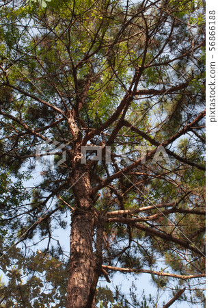 colorful forest summer nature 2 may 2009 colorful forest summer nature 2 may 2009 56866188