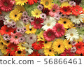 Gerbera flowers or Barberton daisy is colorful. 56866461