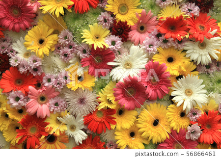 Gerbera flowers or Barberton daisy is colorful. 56866461