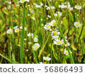 Chamomile meadow, field. 56866493
