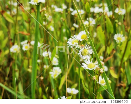 Chamomile meadow, field. 56866493