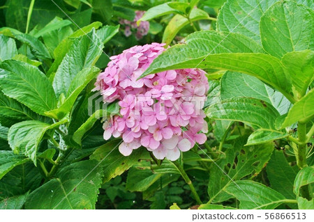 繡球花照片 繡球花照片 56866513