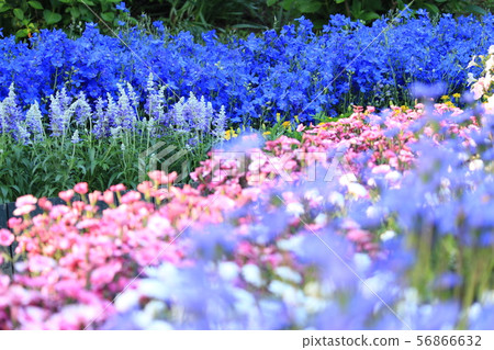 Ashikaga Flower Park Ashikaga Flower Park 56866632