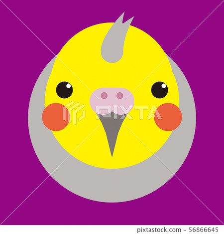 cockatiel cockatiel 56866645