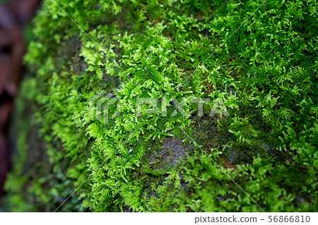 Lush Small Fern In A Tropical Rainforest 56866810
