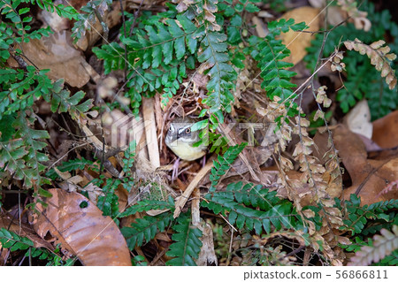Nesting Grey Fantail 56866811