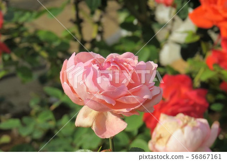 Rose Hamamirai 56867161