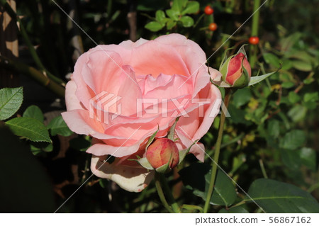 Rose Hamamirai 56867162