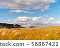 發光金黃的金黃草草原在美麗的藍天下 56867422