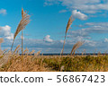 輕輕地搖擺反對透明藍天和海洋背景的黃色南美大草原草 56867423