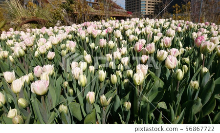 Umekita花園冰鬱金香 56867722