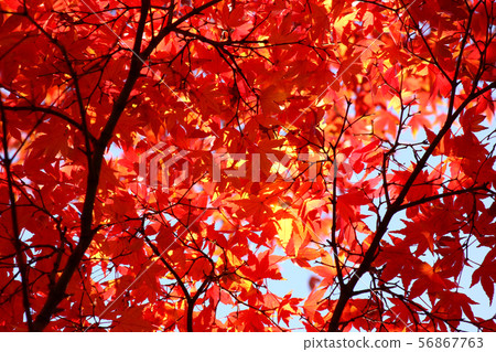 Momiji of Fukuzo-in dyed in red (4) 56867763