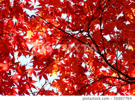 Momiji of Fukuzo-in dyed in red (5) 56867764