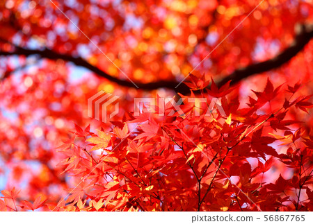 Maple of Fukuzo-in dyed in red (6) 56867765