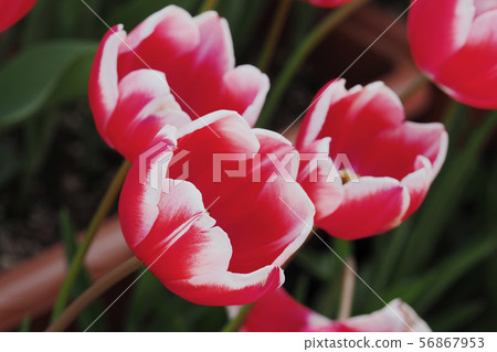 鬱金香花 56867953