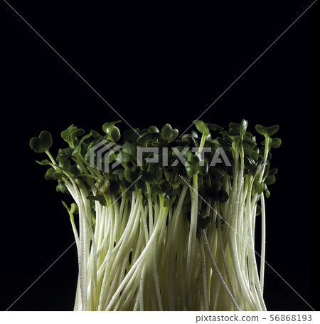 Black radish on black background 56868193