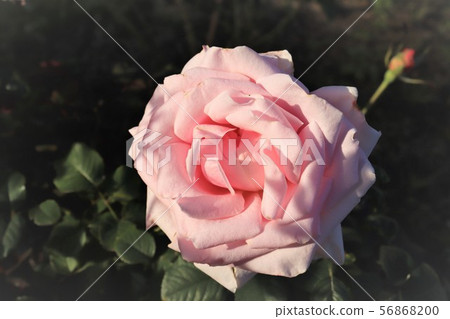 Audrey Hepbum Audrey Hepbum 56868200