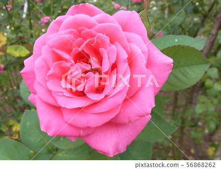 Rose Candy Stripe 56868262