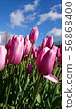 冰鬱金香 56868400
