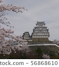姬路城和櫻花 56868610