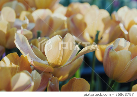 Tulip 56868797