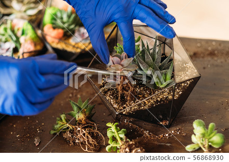 diy florarium hobby leisure plant succulents vase diy florarium hobby leisure plant succulents vase 56868930