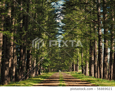 Tree trees Tree trees 56869021