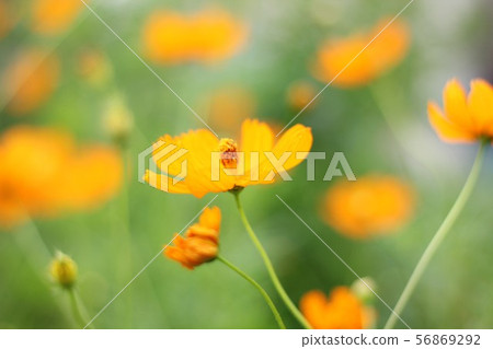 秋天的櫻桃樹 56869292