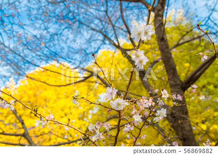 A superb performance of Ueno's large ginkgo and October cherry tree (winter cherry) 56869882