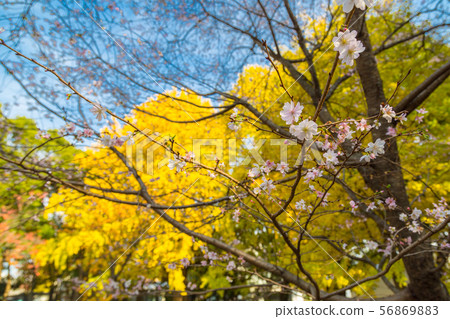 A superb performance of Ueno's large ginkgo and October cherry tree (winter cherry) A superb performance of Ueno's large ginkgo and October cherry tree (winter cherry) 56869883