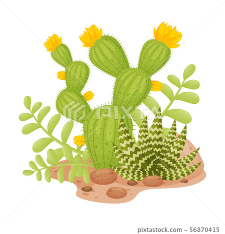 Tall blooming cactus next to aloe. Vector illustration on a white background. Tall blooming cactus next to aloe. Vector illustration on a white background. 56870415