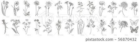 Collection of hand drawn flowers and herbs. Botanical plant illustration. Vintage medicinal herbs 56870432