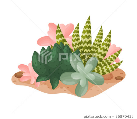 Crassula, scarlet and haworthia. Vector illustration on a white background. 56870433