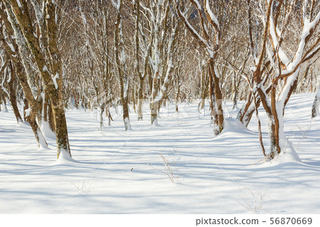 Snow cover of forests 56870669