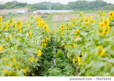 Summer sunflower 56870848