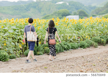 Summer sunflower 56870849