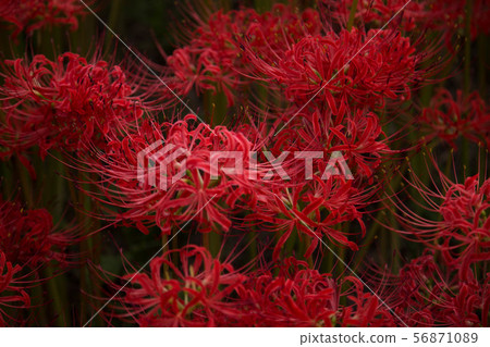 群集孤挺花 群集孤挺花 56871089