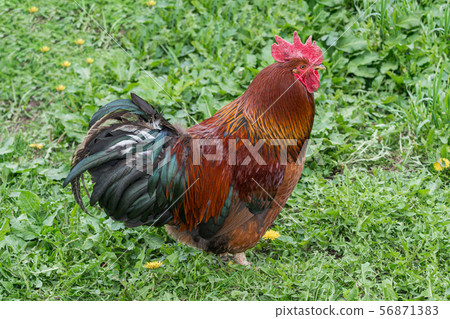 Cock standing in grass . chicken, pets, poultry, farm concepts 56871383