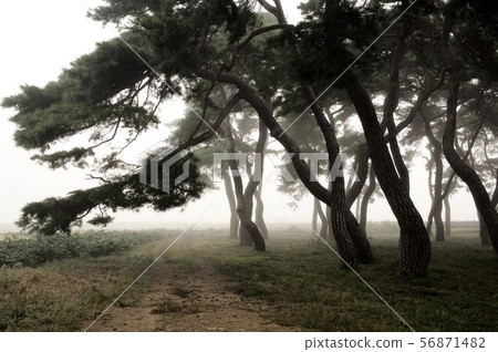 Pine forest 56871482