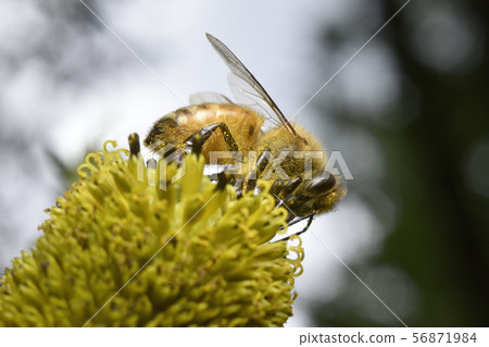 A bee A bee 56871984